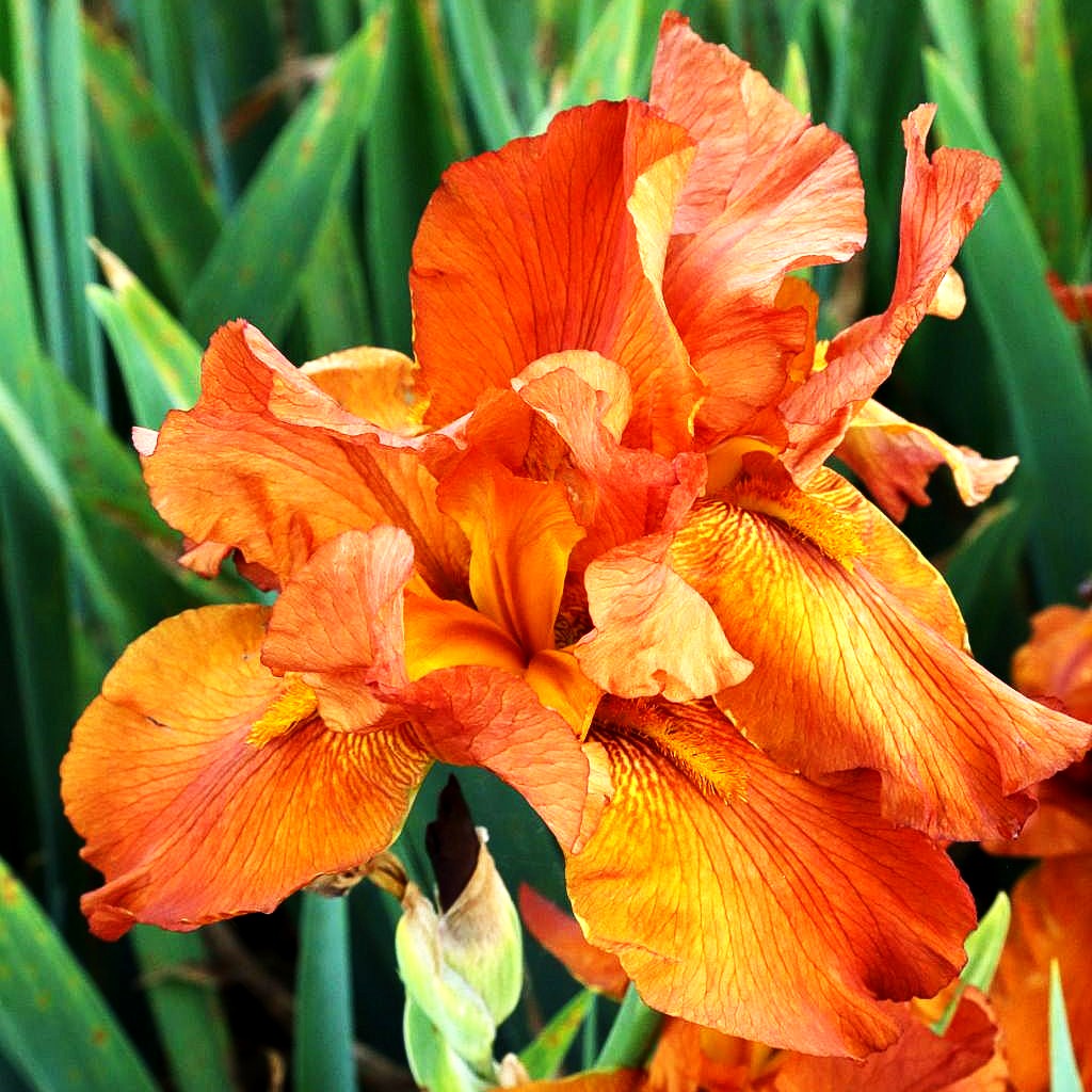 Hohe Bart-Schwertlilie 'Rusticana' (Iris x barb.-elat.)