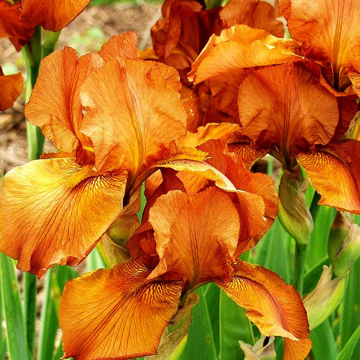 Hohe Bart-Schwertlilie 'Rusticana' (Iris x barb.-elat.)