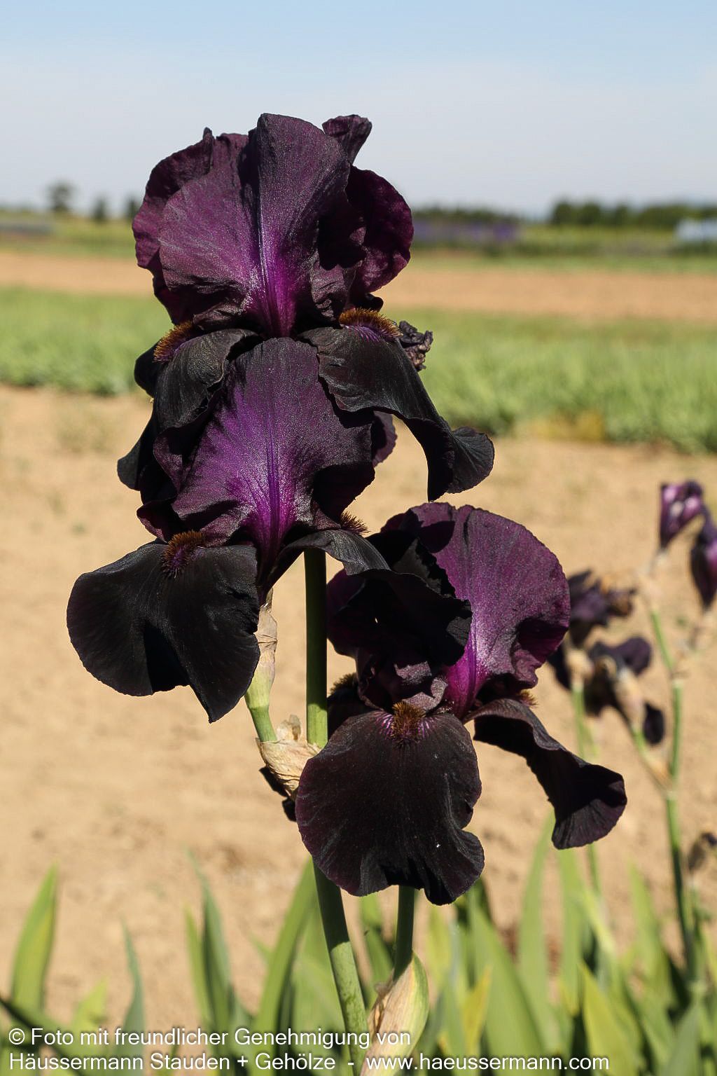 Hohe Bart-Schwertlilie 'Sable Night' (Iris x barb.-elat.)