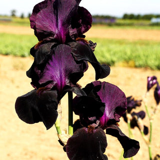 Hohe Bart-Schwertlilie 'Sable Night' (Iris x barb.-elat.)