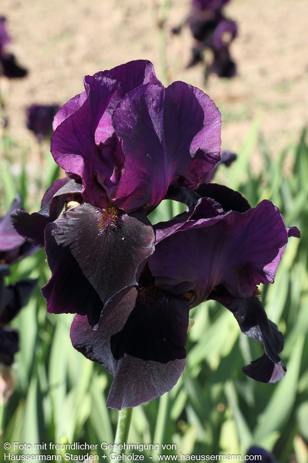 Hohe Bart-Schwertlilie 'Sable Night' (Iris x barb.-elat.)