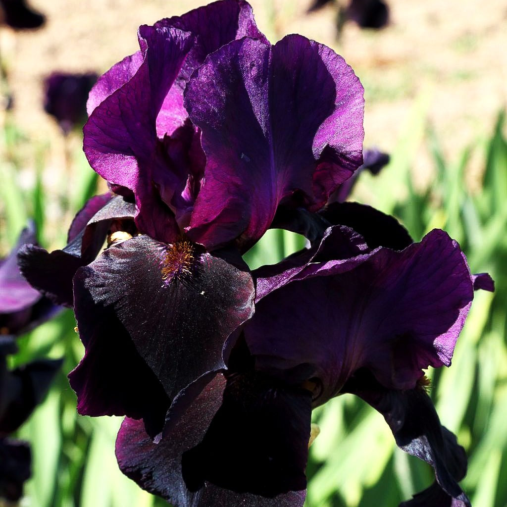 Hohe Bart-Schwertlilie 'Sable Night' (Iris x barb.-elat.)
