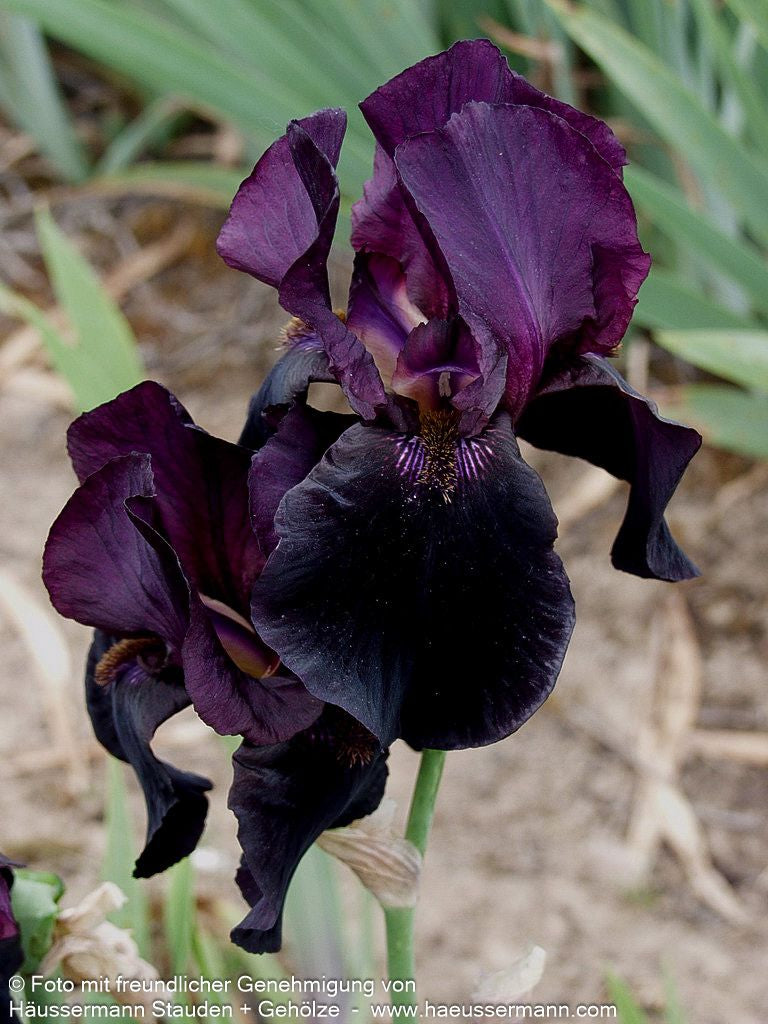 Hohe Bart-Schwertlilie 'Sable Night' (Iris x barb.-elat.)