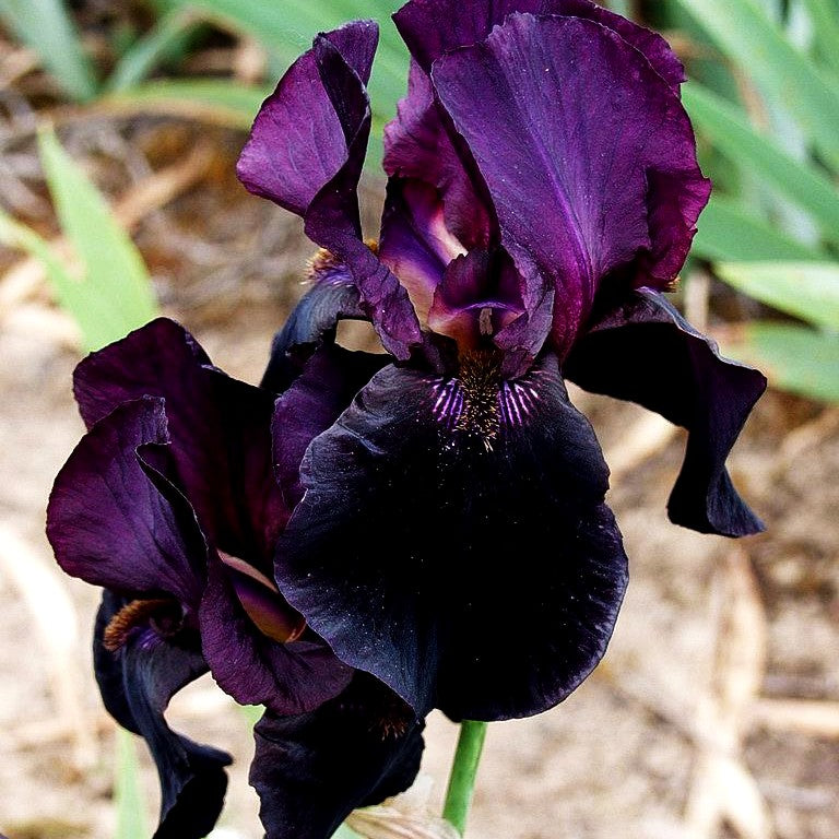 Hohe Bart-Schwertlilie 'Sable Night' (Iris x barb.-elat.)