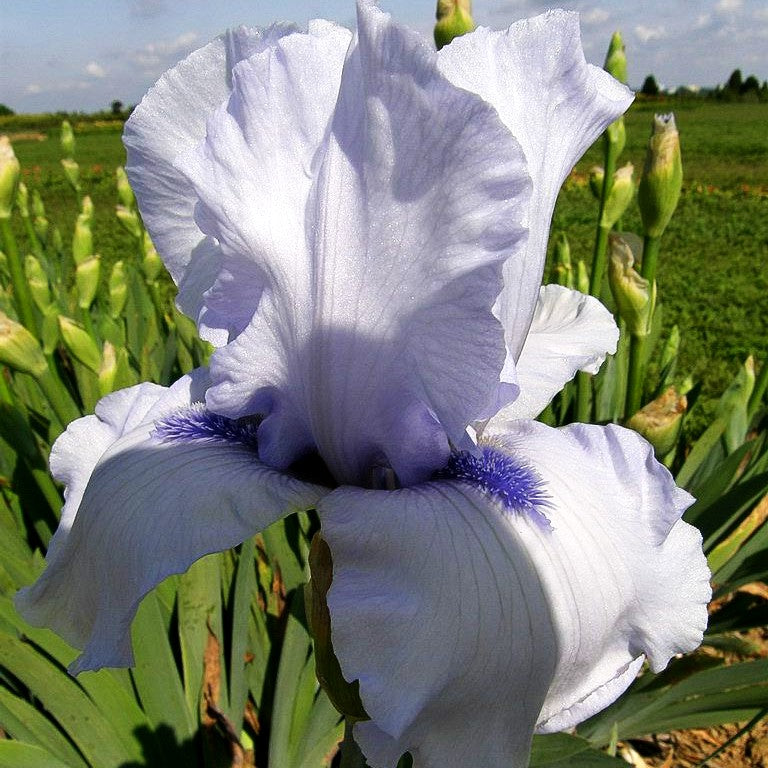 Hohe Bart-Schwertlilie 'Song of Norway' (Iris x barb.-elat.)