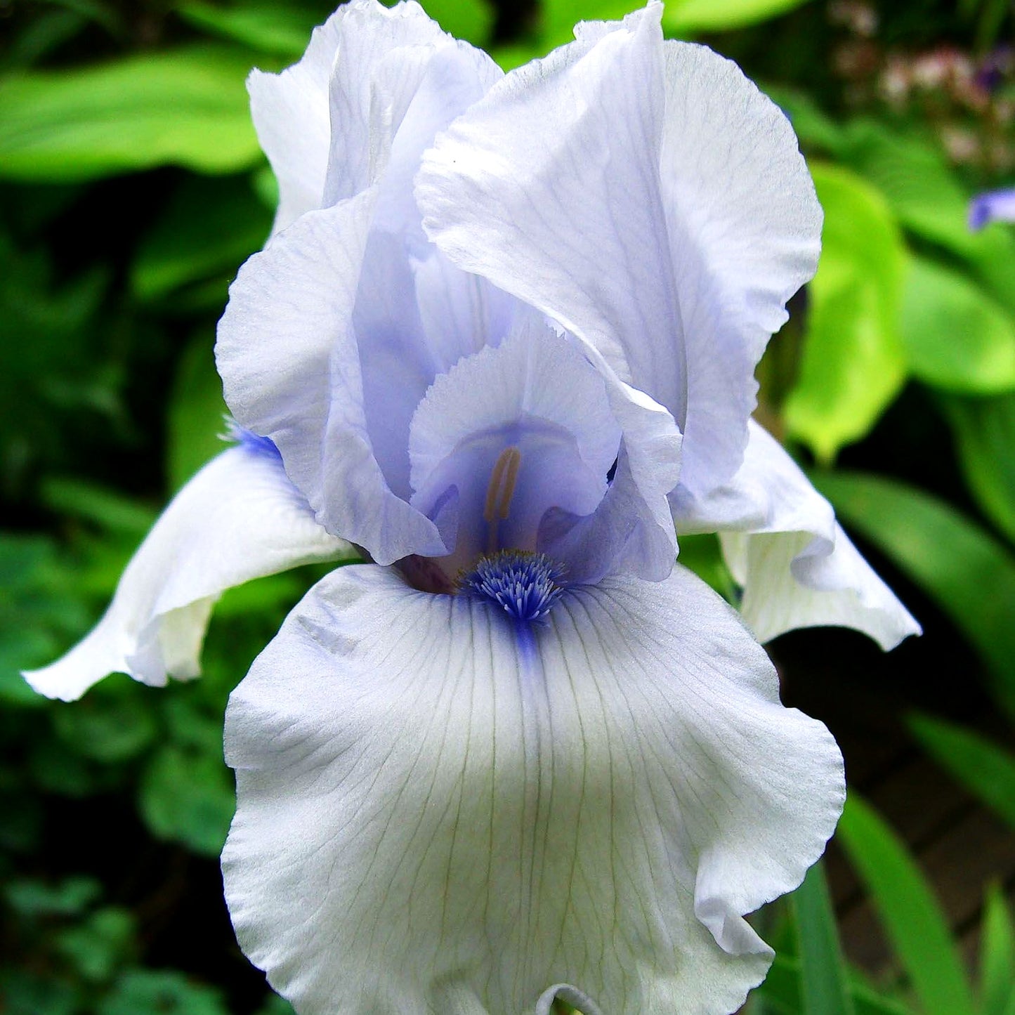 Hohe Bart-Schwertlilie 'Song of Norway' (Iris x barb.-elat.)