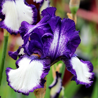 Hohe Bart-Schwertlilie 'Stepping Out' (Iris x barb.-elat.)
