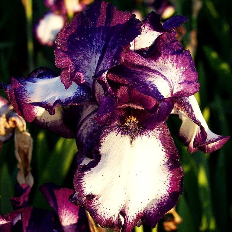 Hohe Bart-Schwertlilie 'Stepping Out' (Iris x barb.-elat.)