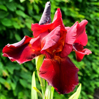Hohe Bart-Schwertlilie 'Sultan's Palace' (Iris x barb.-elat.)