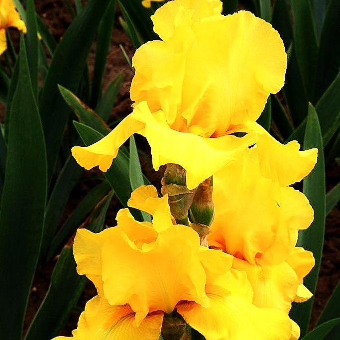 Hohe Bart-Schwertlilie 'Sunbeam' (Iris x barb.-elat.)