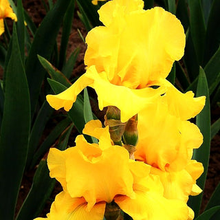 Hohe Bart-Schwertlilie 'Sunbeam' (Iris x barb.-elat.)