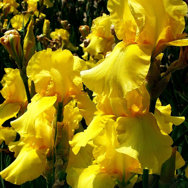 Hohe Bart-Schwertlilie 'Sunbeam' (Iris x barb.-elat.)