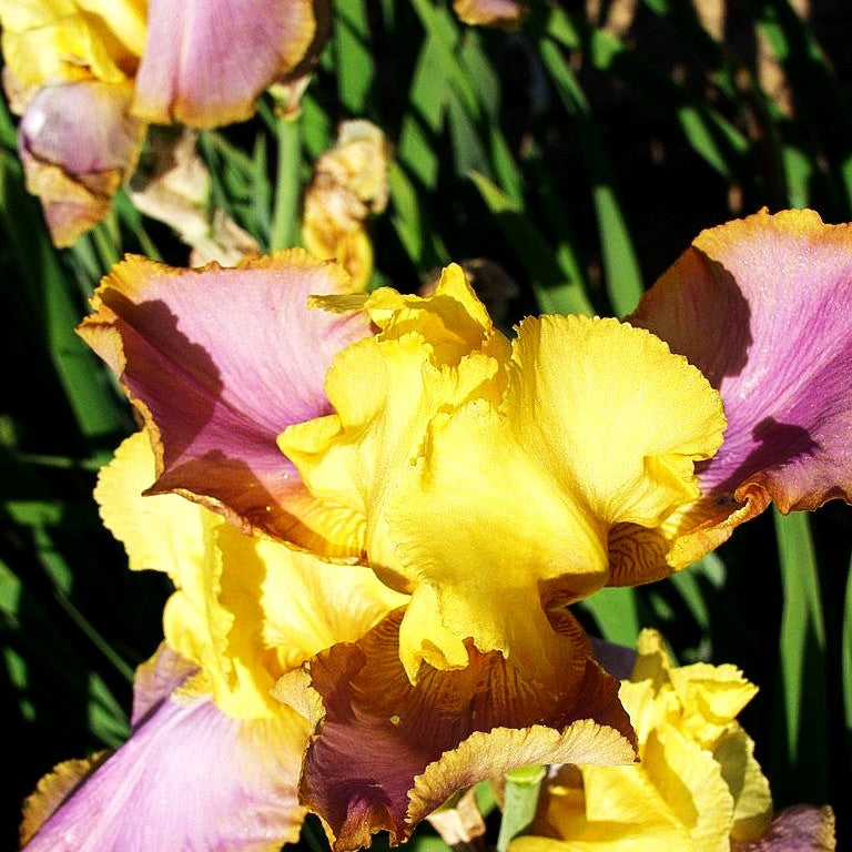 Hohe Bart-Schwertlilie 'Sunset Sky' (Iris x barb.-elat.)