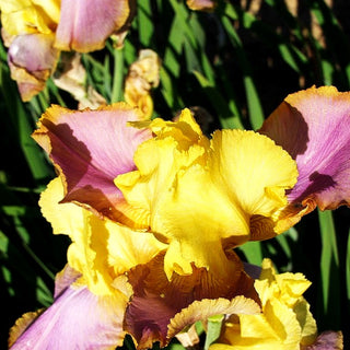Hohe Bart-Schwertlilie 'Sunset Sky' (Iris x barb.-elat.)