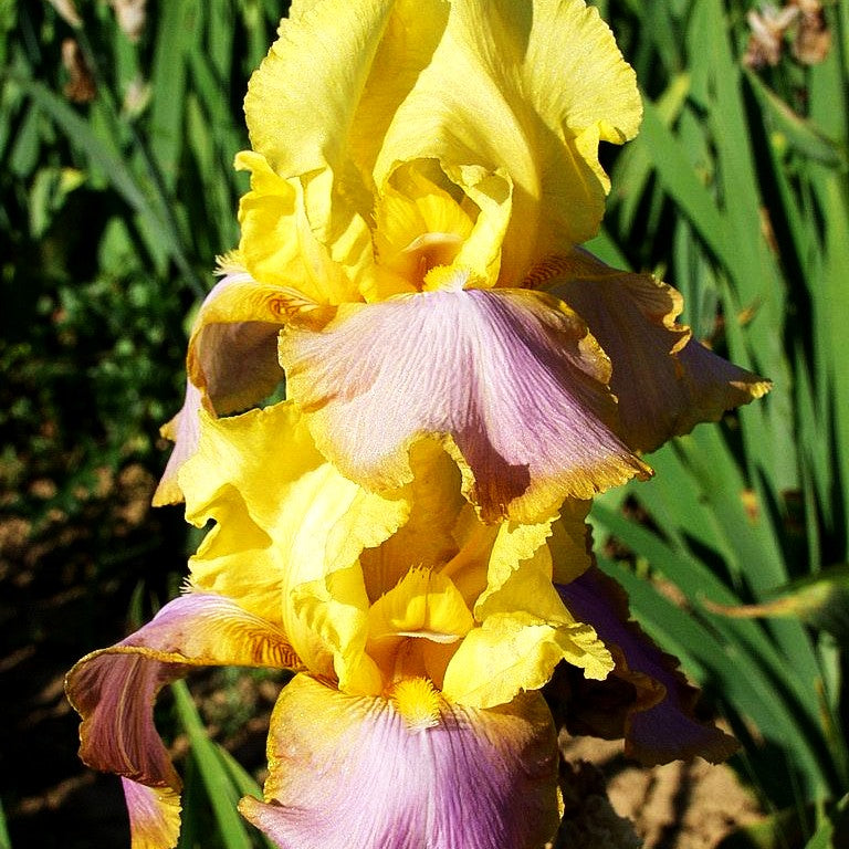 Hohe Bart-Schwertlilie 'Sunset Sky' (Iris x barb.-elat.)