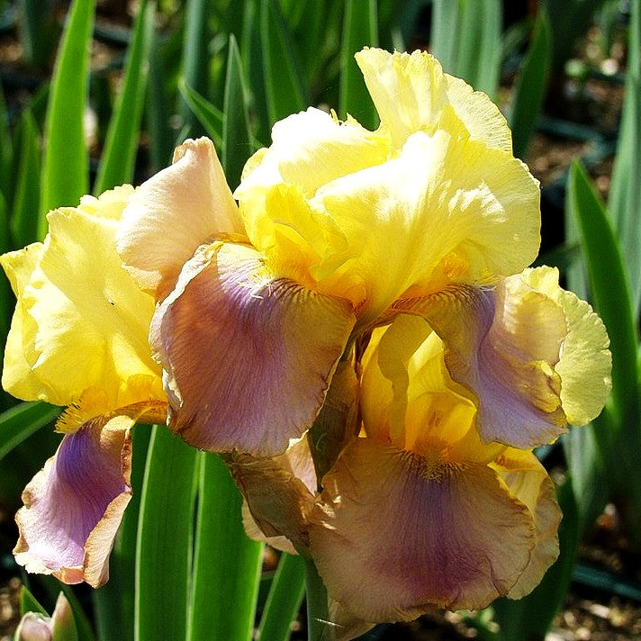 Hohe Bart-Schwertlilie 'Sunset Sky' (Iris x barb.-elat.)