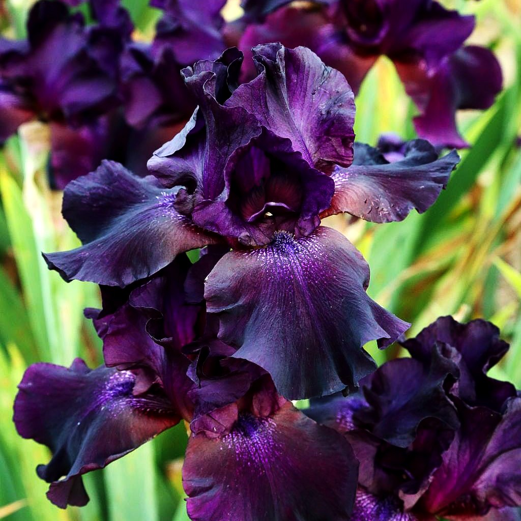 Hohe Bart-Schwertlilie 'Superstition' (Iris x barb.-elat.)