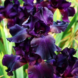 Hohe Bart-Schwertlilie 'Superstition' (Iris x barb.-elat.)