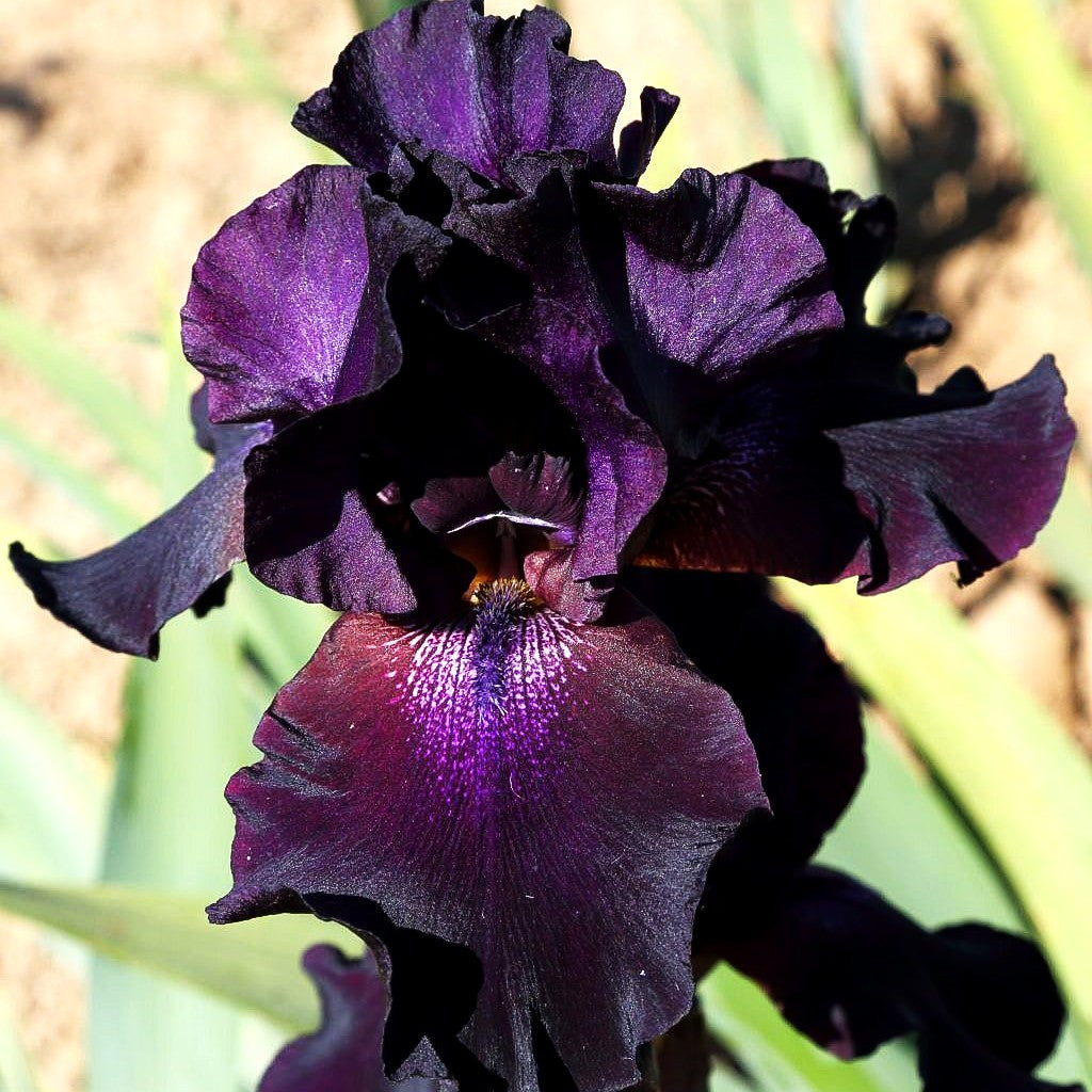Hohe Bart-Schwertlilie 'Superstition' (Iris x barb.-elat.)
