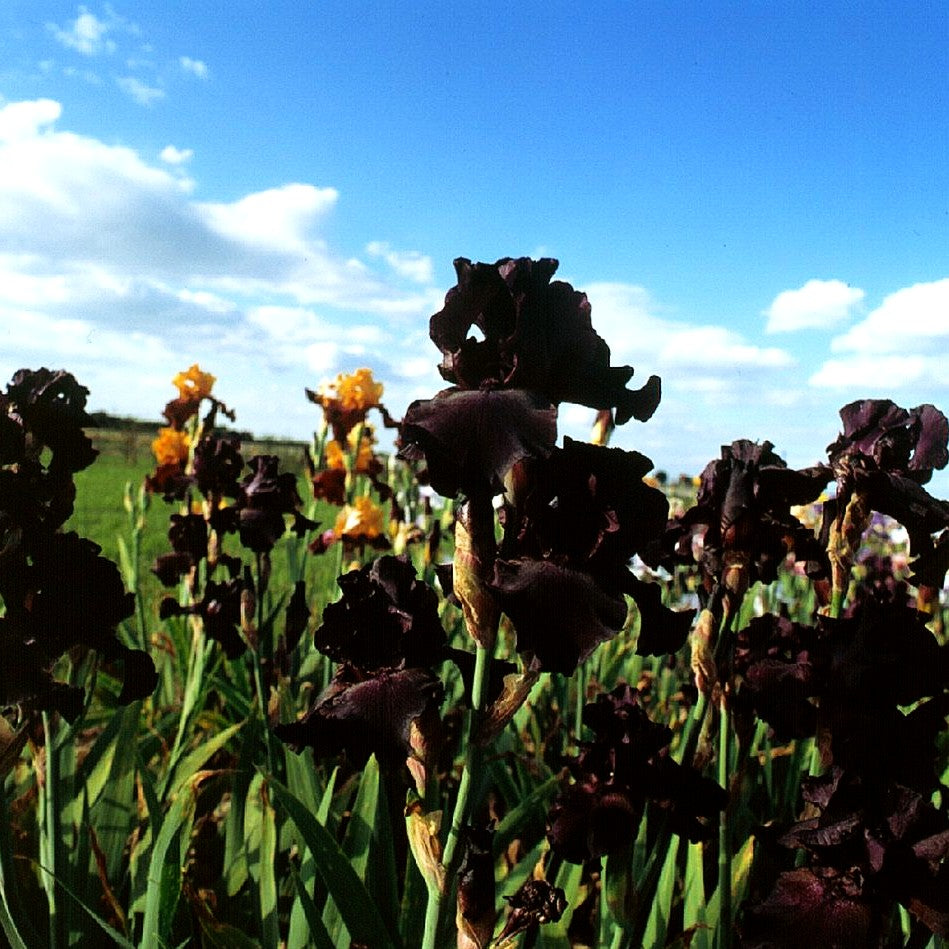 Hohe Bart-Schwertlilie 'Superstition' (Iris x barb.-elat.)