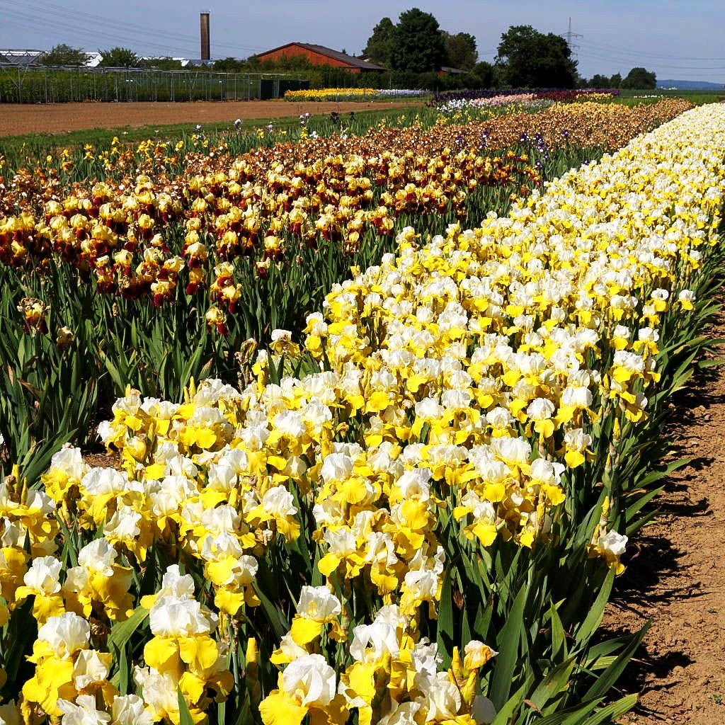 Hohe Bart-Schwertlilie 'Tulip Festival' (Iris x barb.-elat.)