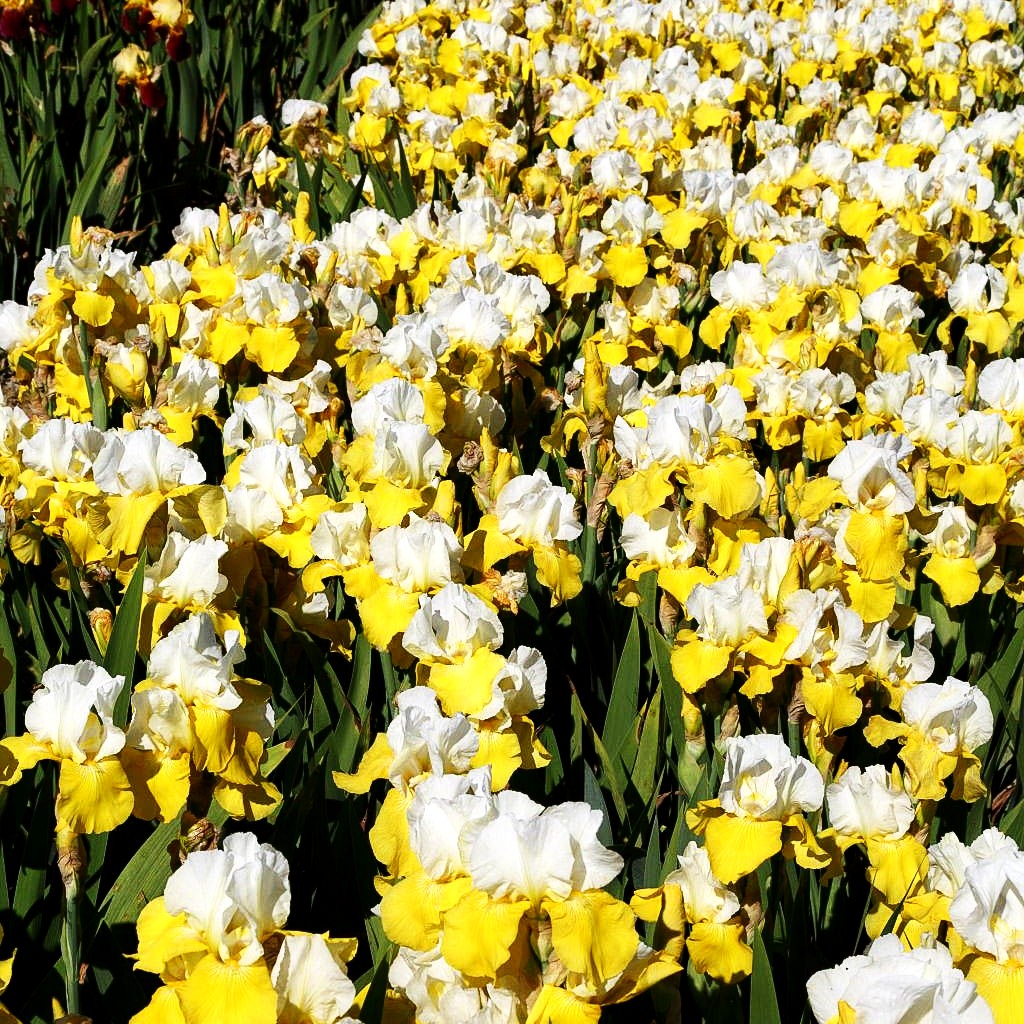 Hohe Bart-Schwertlilie 'Tulip Festival' (Iris x barb.-elat.)