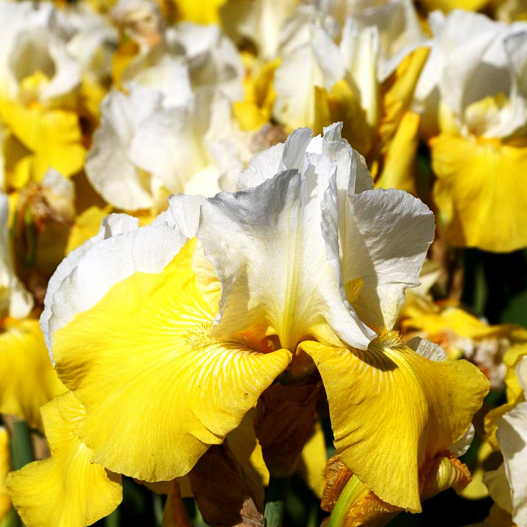 Hohe Bart-Schwertlilie 'Tulip Festival' (Iris x barb.-elat.)