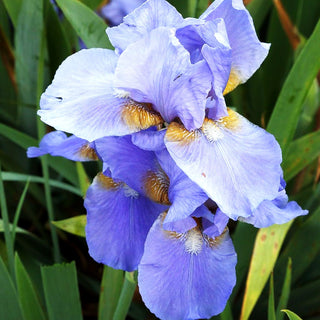 Hohe Bart-Schwertlilie 'Tyrolean Blue' (Iris x barb.-elat.)