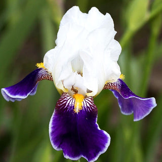 Hohe Bart-Schwertlilie 'Wabash' (Iris x barb.-elat.)