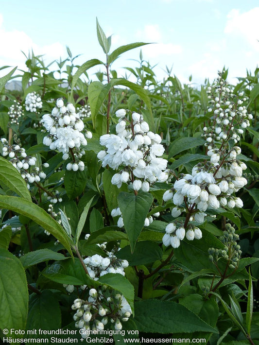 Hohe Deutzie (Deutzia x magnifica)