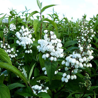 Hohe Deutzie (Deutzia x magnifica)