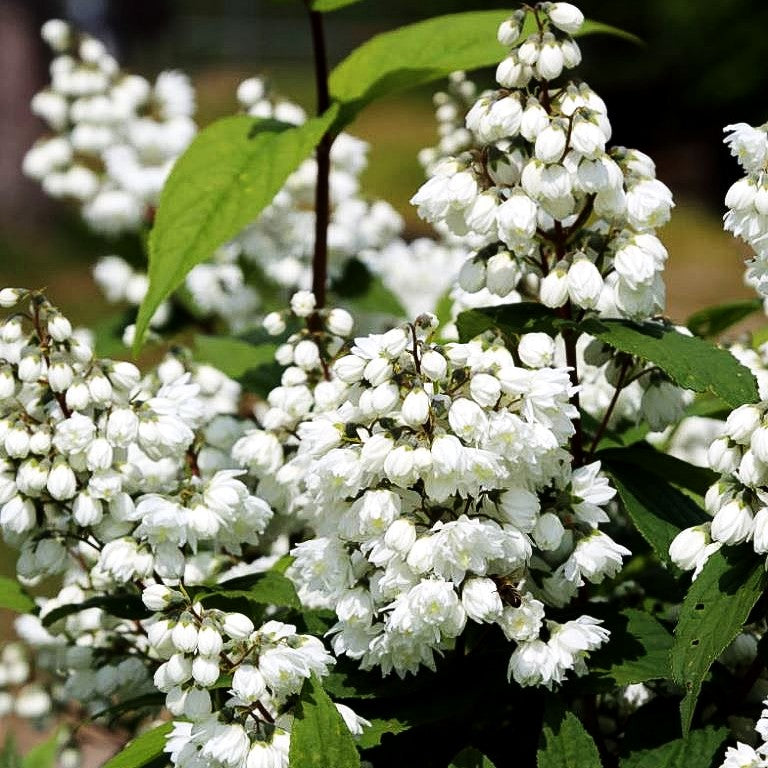 Hohe Deutzie (Deutzia x magnifica)