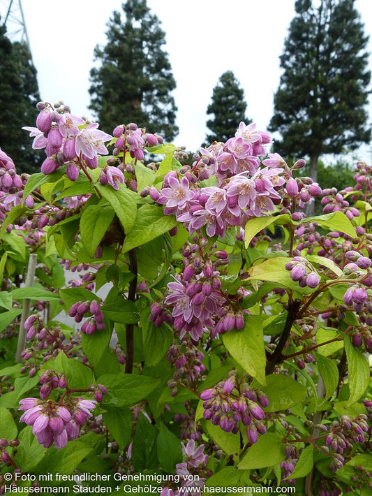 Hohe Deutzie 'Tourbillon Rouge' (Deutzia x magnifica)