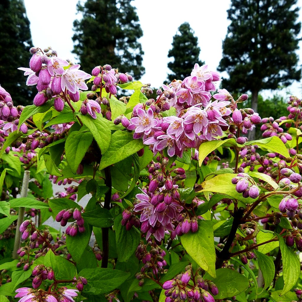 Hohe Deutzie 'Tourbillon Rouge' (Deutzia x magnifica)