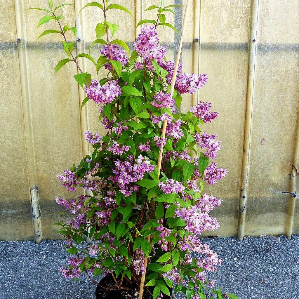 Hohe Deutzie 'Tourbillon Rouge' (Deutzia x magnifica)