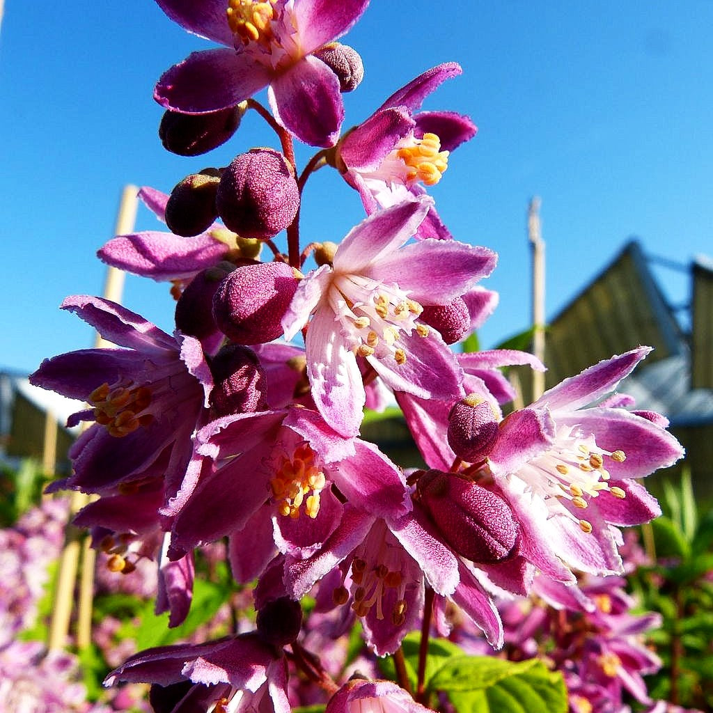 Hohe Deutzie 'Tourbillon Rouge' (Deutzia x magnifica)