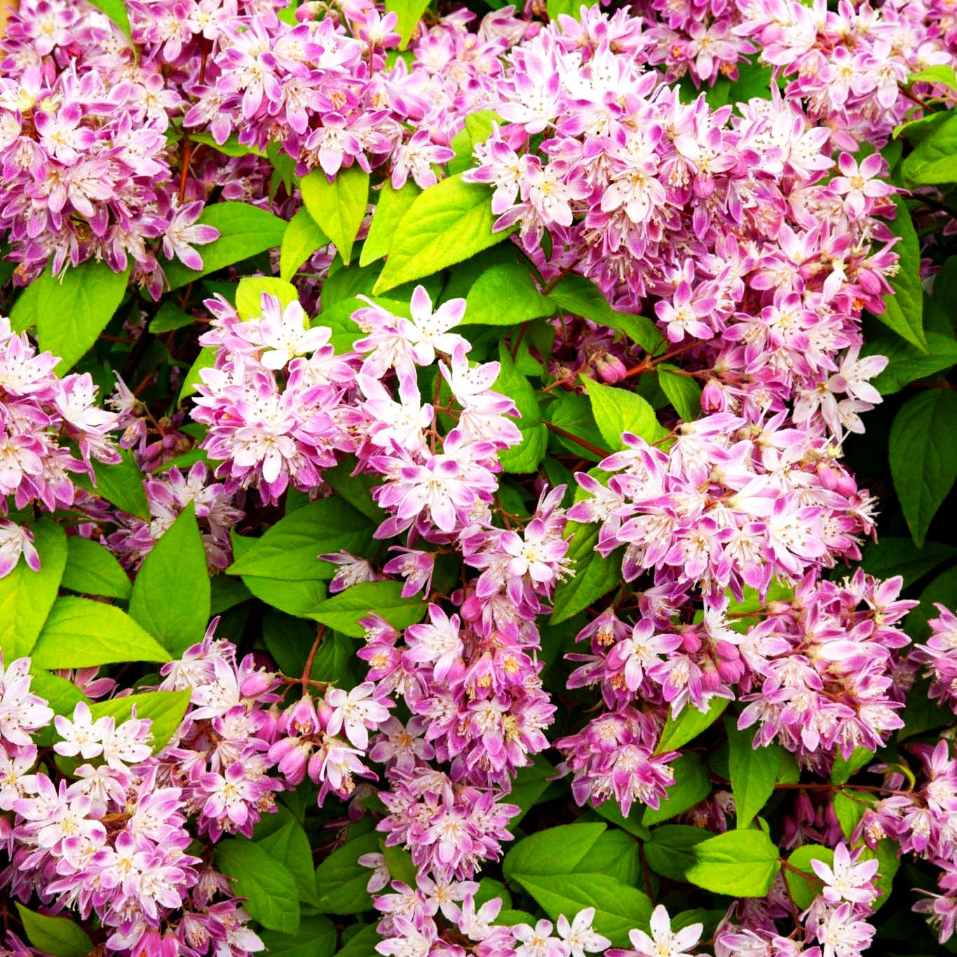 Hohe Deutzie 'Tourbillon Rouge' (Deutzia x magnifica)