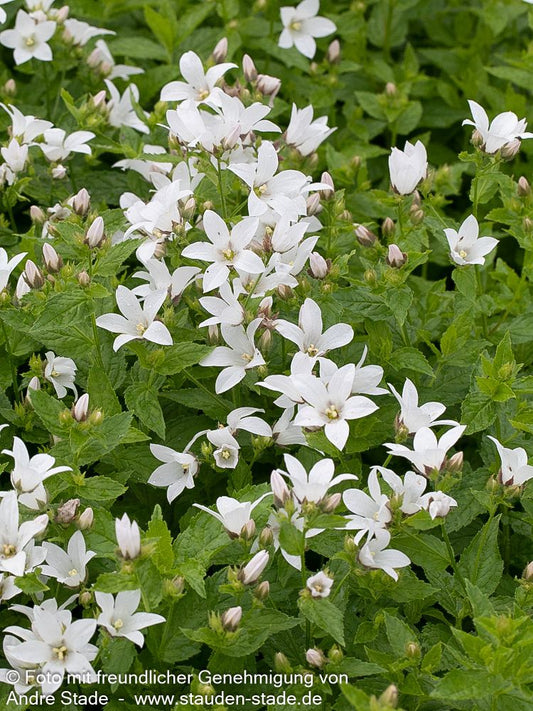 Hohe Dolden-Glockenblume 'Alba' (Campanula lactiflora)