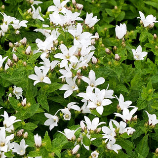 Hohe Dolden-Glockenblume 'Alba' (Campanula lactiflora)