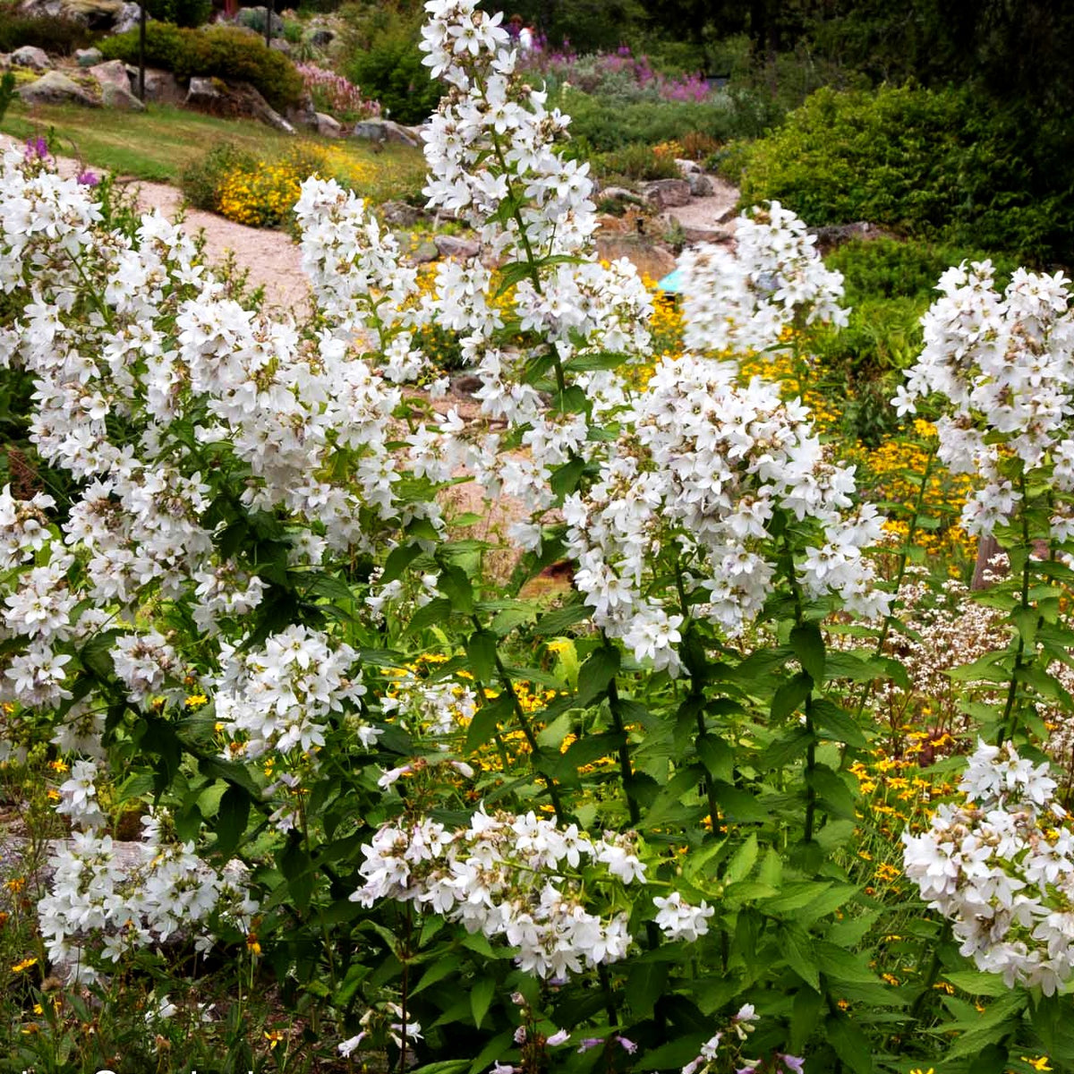 Hohe Dolden-Glockenblume 'Alba' (Campanula lactiflora)
