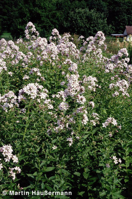 Hohe Dolden-Glockenblume 'Loddon Anne' (Campanula lactiflora)