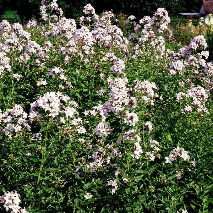 Hohe Dolden-Glockenblume 'Loddon Anne' (Campanula lactiflora)