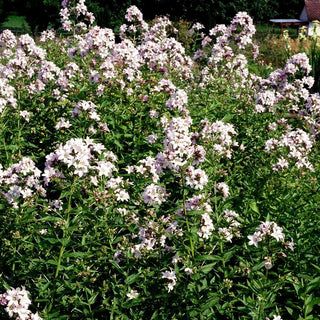 Hohe Dolden-Glockenblume 'Loddon Anne' (Campanula lactiflora)