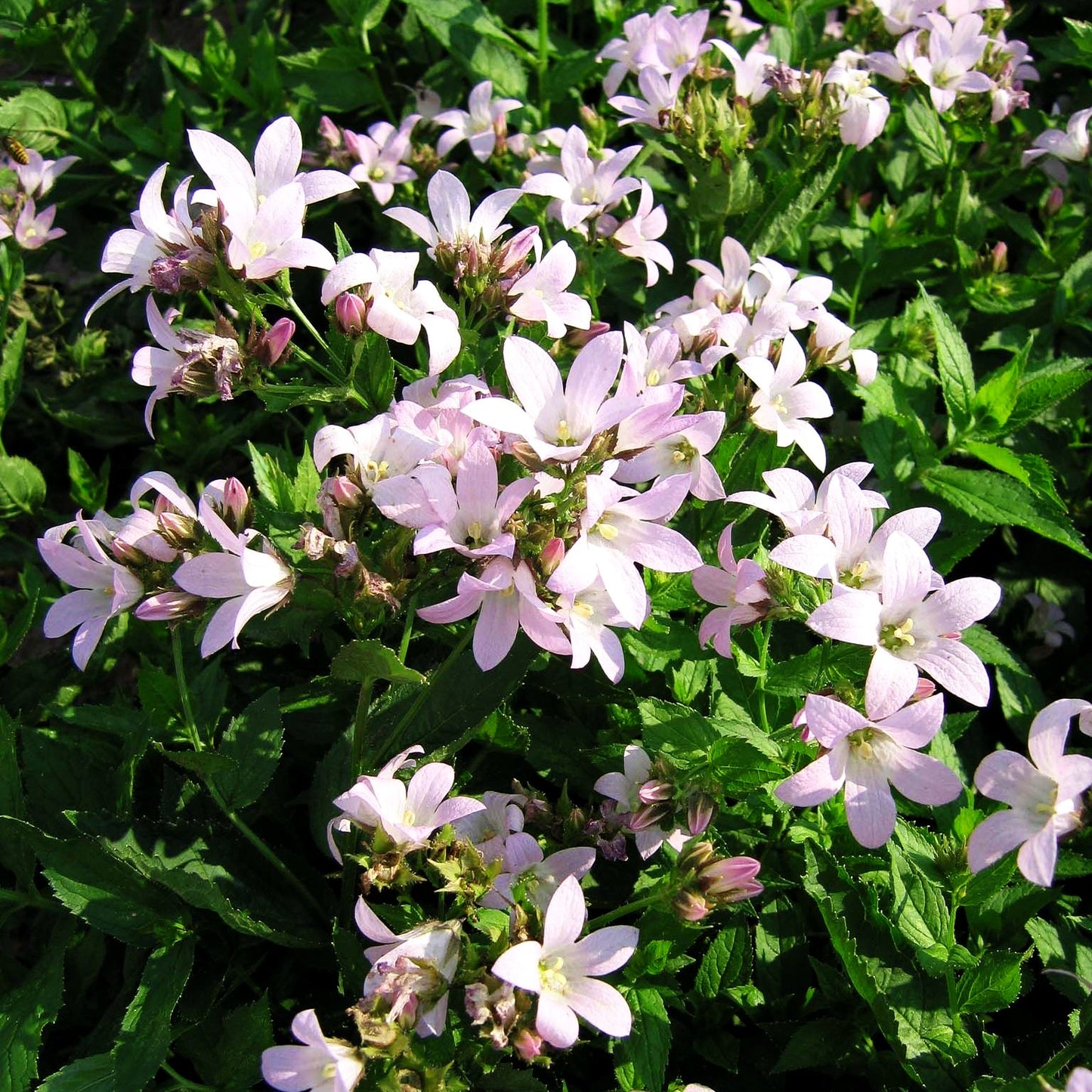 Hohe Dolden-Glockenblume 'Loddon Anne' (Campanula lactiflora)