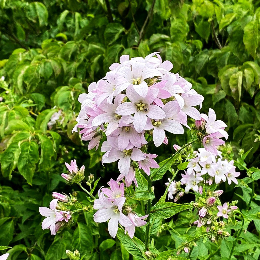 Hohe Dolden-Glockenblume 'Loddon Anne' (Campanula lactiflora)