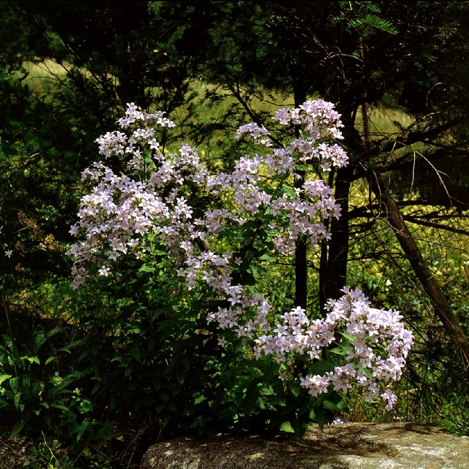 Hohe Dolden-Glockenblume 'Loddon Anne' (Campanula lactiflora)