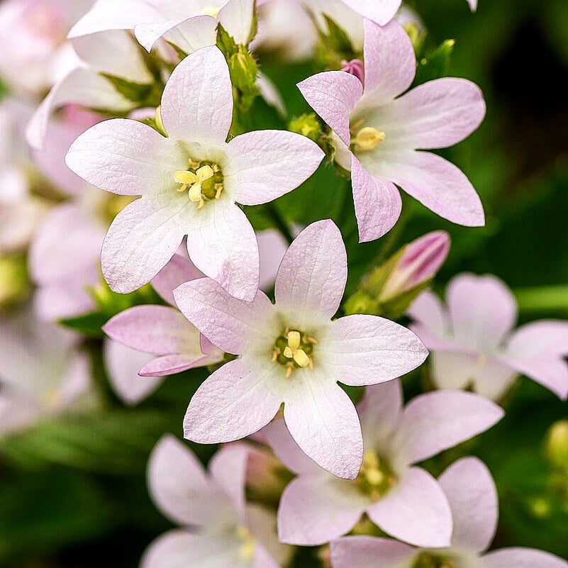 Hohe Dolden-Glockenblume 'Loddon Anne' (Campanula lactiflora)