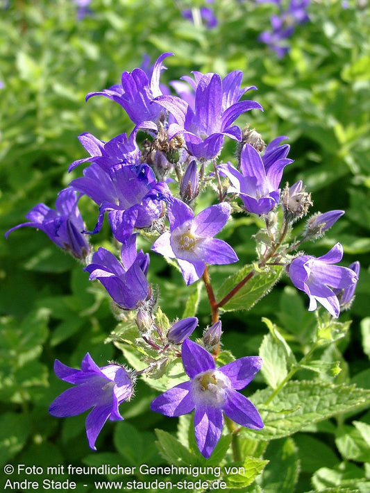 Hohe Dolden-Glockenblume 'Prichard's Variety' (Campanula lactiflora)