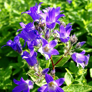 Hohe Dolden-Glockenblume 'Prichard's Variety' (Campanula lactiflora)