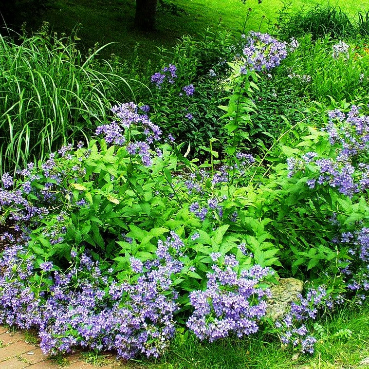 Hohe Dolden-Glockenblume 'Prichard's Variety' (Campanula lactiflora)